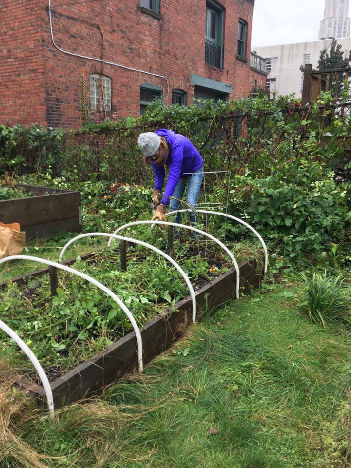 community garden